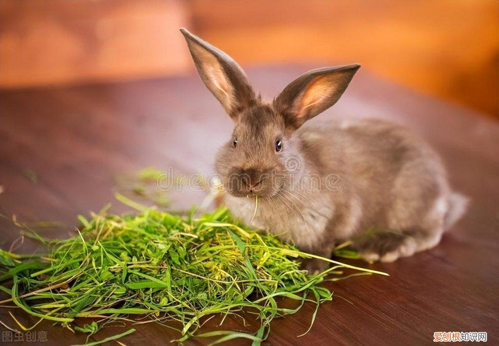 兔子拉水样便便喂什么药 ，兔子拉稀肚子里水多什么病怎样治？