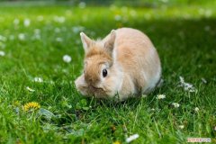 兔子拉水样便便喂什么药 ，兔子拉稀肚子里水多什么病怎样治？