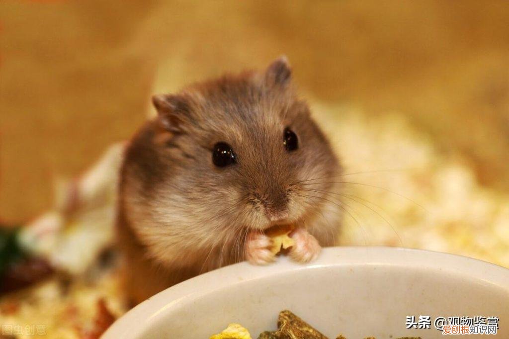 仓鼠嘴里藏食物需要定时清理吗 ，仓鼠嘴巴里的食物需要清理吗？