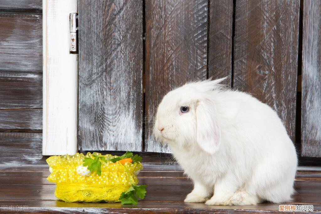 兔子用后腿挠耳朵有耳螨吗图片 ，兔子用后腿挠耳朵有耳螨吗会传染吗？