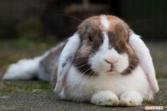 兔子用后腿挠耳朵有耳螨吗图片 ，兔子用后腿挠耳朵有耳螨吗会传染吗？