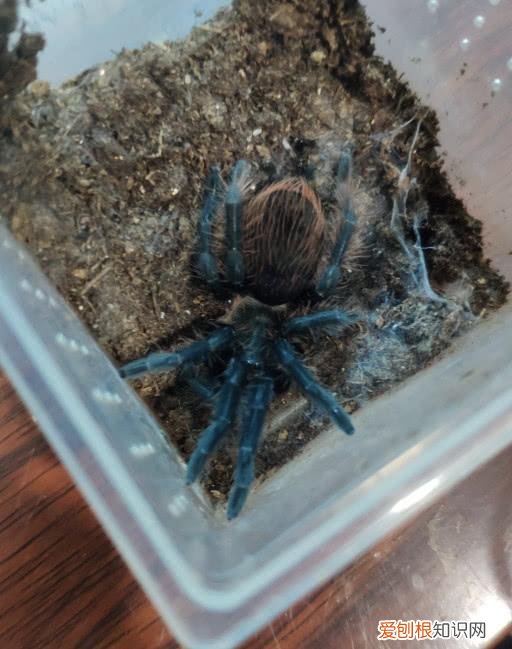 捕鸟蛛新手养哪种好养 ，十大适合新手养的捕鸟蛛？