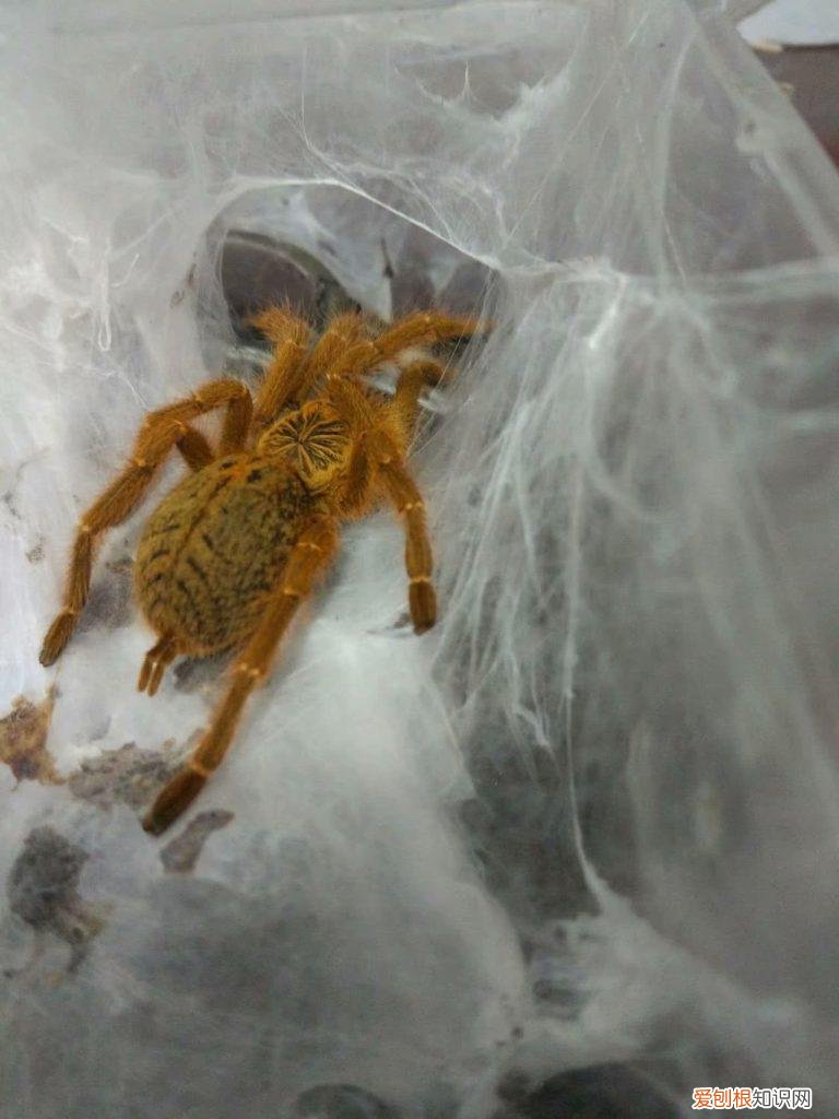 捕鸟蛛新手养哪种好养 ，十大适合新手养的捕鸟蛛？