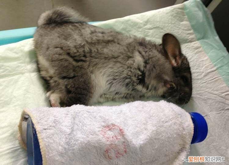 龙猫中暑的症状及治疗方法 ，龙猫中暑死了能救活吗？