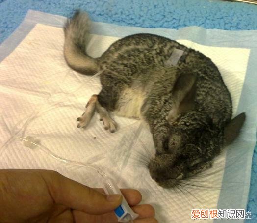 龙猫中暑的症状及治疗方法 ，龙猫中暑死了能救活吗？