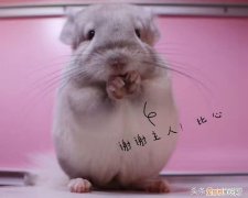 龙猫中暑的症状及治疗方法 ，龙猫中暑死了能救活吗？