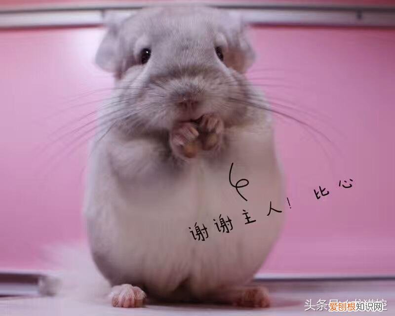 龙猫中暑的症状及治疗方法 ，龙猫中暑死了能救活吗？