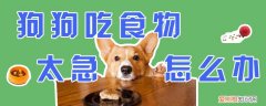 狗狗吃食物太急怎么办，狗吃饭太急怎么办