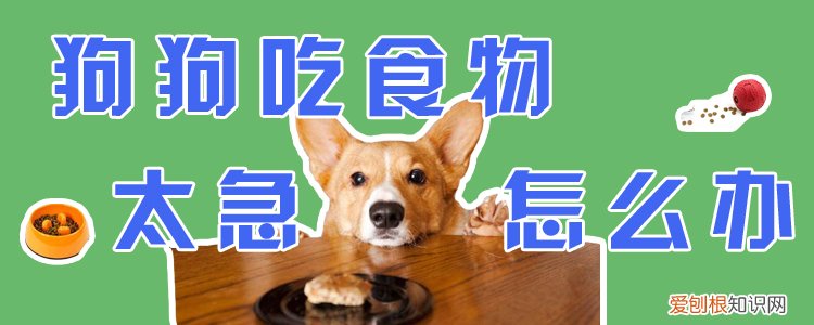 狗狗吃食物太急怎么办，狗吃饭太急怎么办