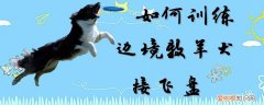 如何训练边境牧羊犬接飞盘，边境牧羊犬怎么训练飞盘