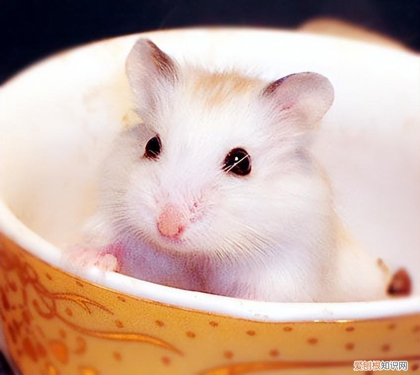 布丁鼠新手饲养方法图片 ，布丁鼠怎么饲养？