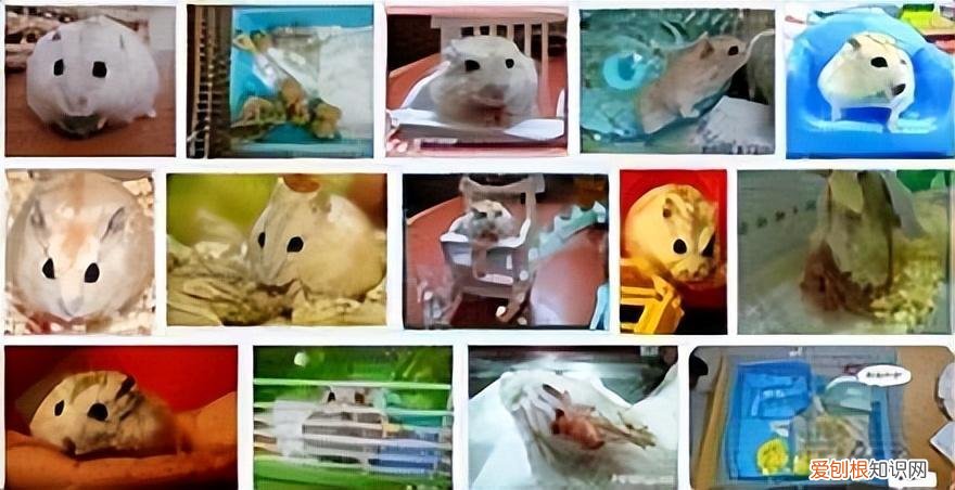 布丁鼠新手饲养方法图片 ，布丁鼠怎么饲养？