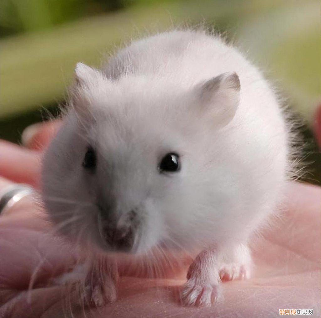 布丁鼠新手饲养方法图片 ，布丁鼠怎么饲养？