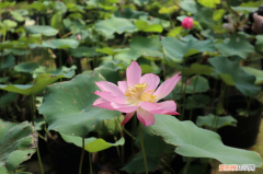 许昌赏花具体位置，许昌适合养什么花，市花和市树是什么？