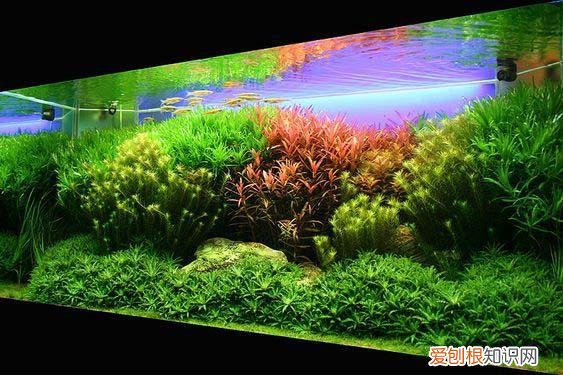 水草基肥多久加一次 ，水草基肥放多了有影响么？