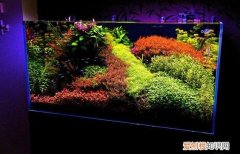 水草基肥多久加一次 ，水草基肥放多了有影响么？