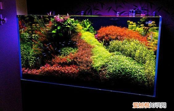 水草基肥多久加一次 ，水草基肥放多了有影响么？