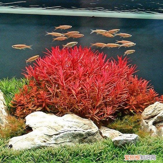 水草基肥多久加一次 ，水草基肥放多了有影响么？