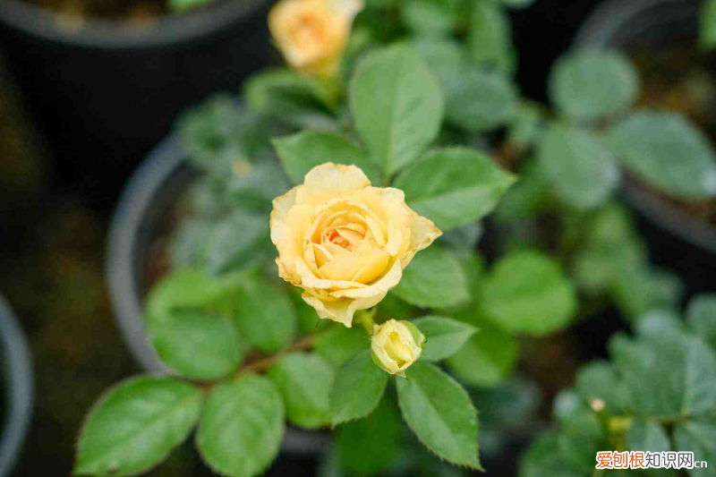 商丘最大花卉市场在哪，商丘适合养什么花，市花和市树是什么？