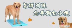 怎样训练金毛狗大小便，怎样训练金毛犬大小便