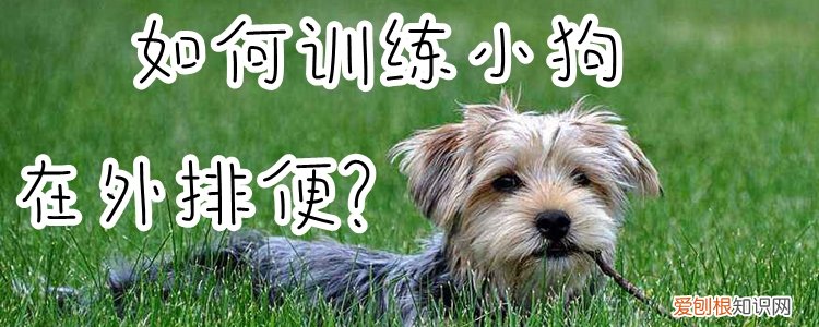如何训练小狗在外排便，怎么训练狗狗在外面大便