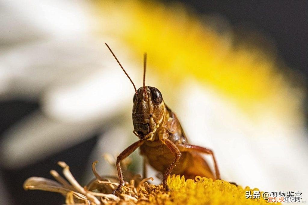 蟋蟀的叫声怎么产生的 ，蟋蟀的叫声是怎么发出来的简单的句子有哪些？