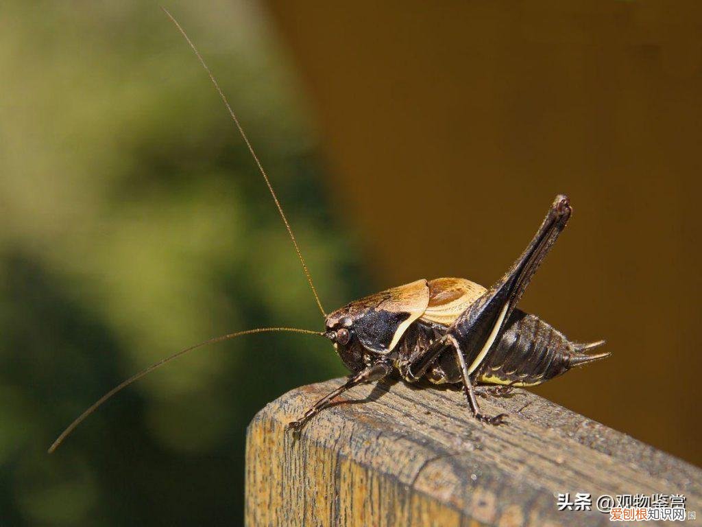 蟋蟀的叫声怎么产生的 ，蟋蟀的叫声是怎么发出来的简单的句子有哪些？