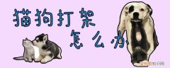 猫狗打架怎么办，猫猫和狗狗打架怎么办