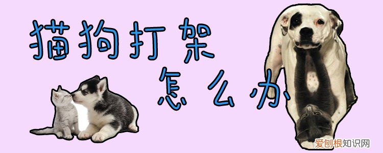 猫狗打架怎么办，猫猫和狗狗打架怎么办