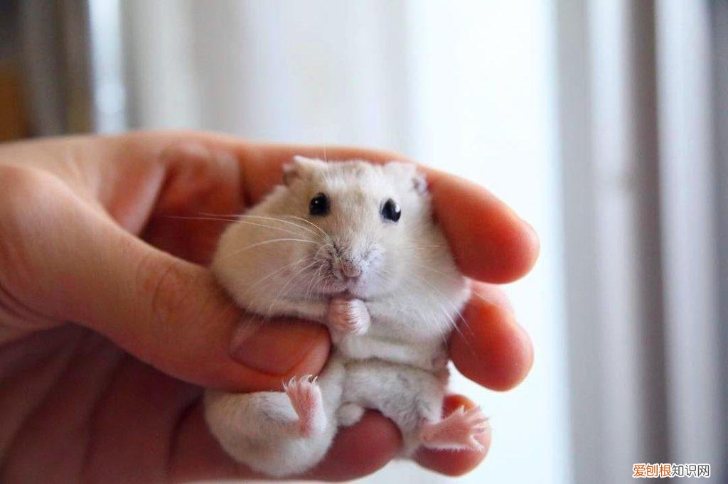 仓鼠为什么很狂躁 ，为什么仓鼠脾气暴躁？