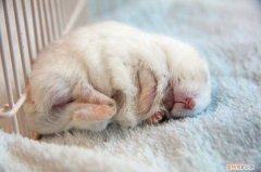 仓鼠为什么很狂躁 ，为什么仓鼠脾气暴躁？