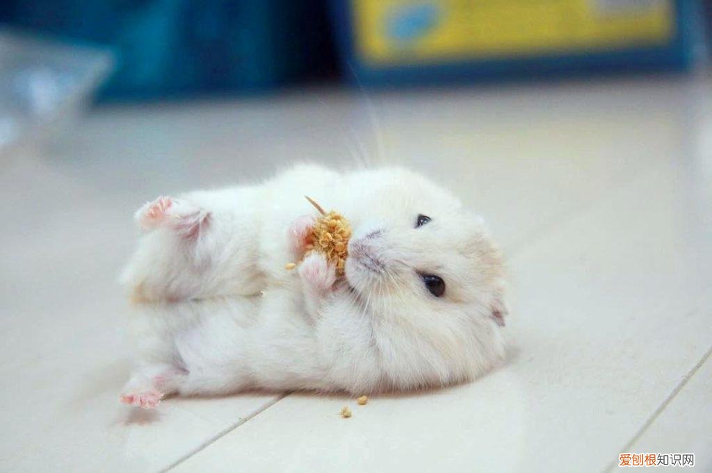 仓鼠为什么很狂躁 ，为什么仓鼠脾气暴躁？