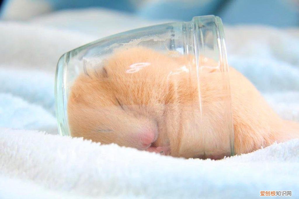 仓鼠为什么很狂躁 ，为什么仓鼠脾气暴躁？