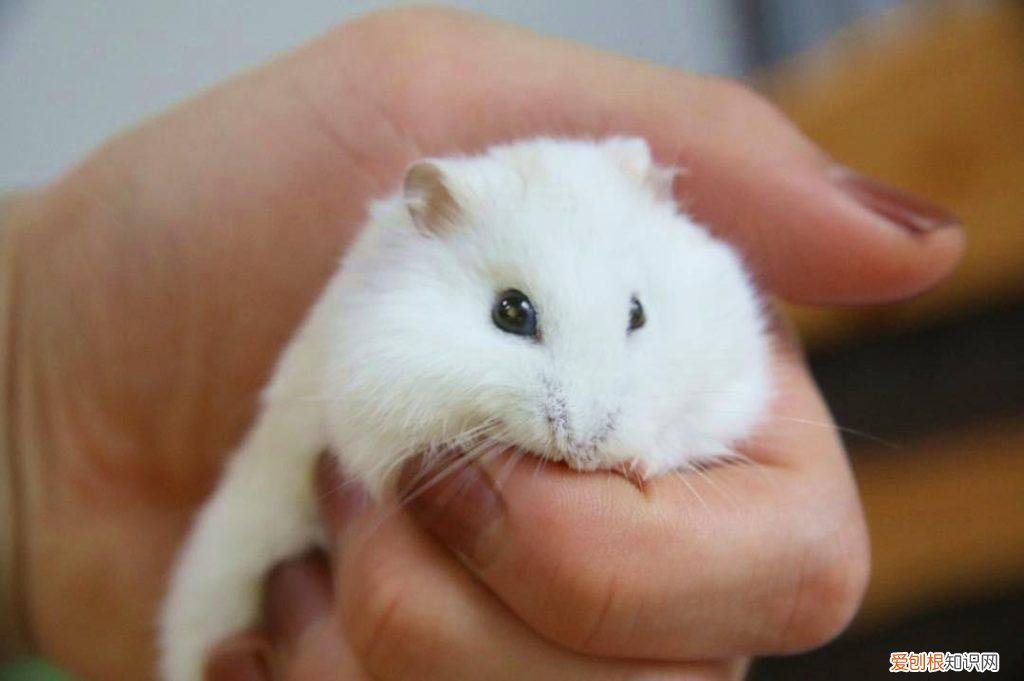 仓鼠为什么很狂躁 ，为什么仓鼠脾气暴躁？