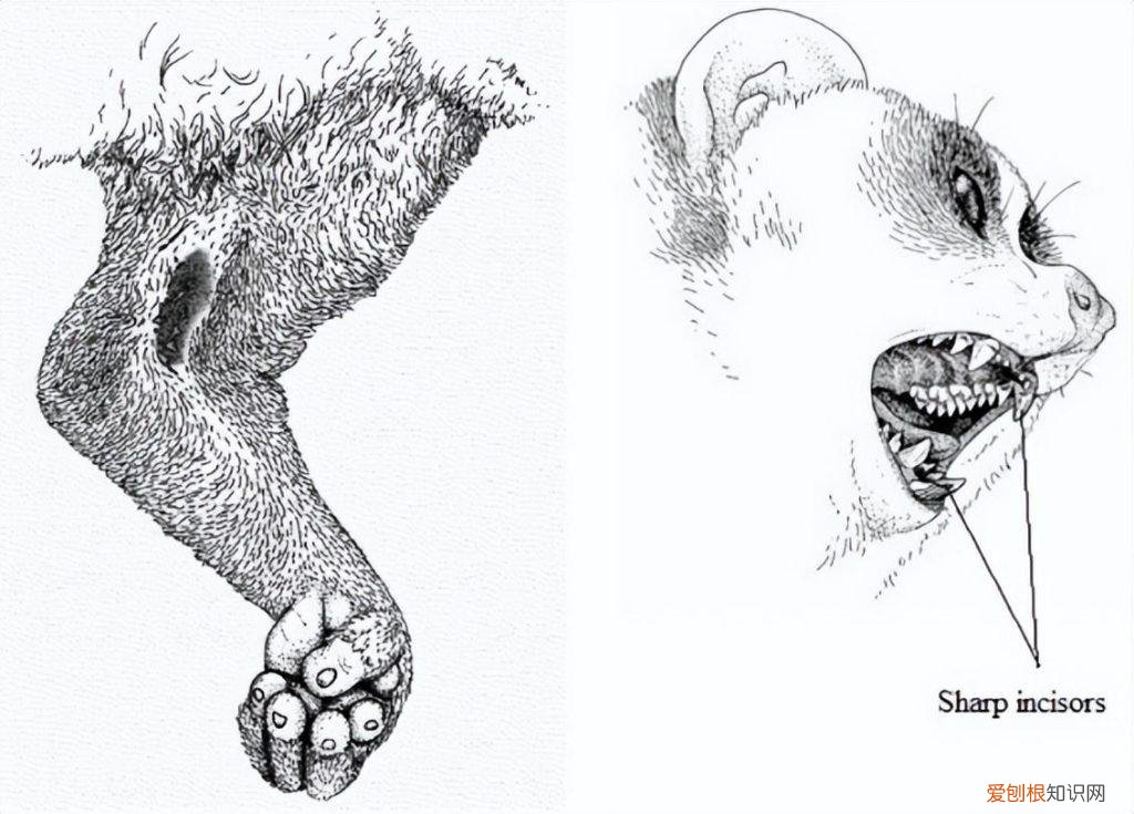 懒猴图片的尾巴有多长 ，懒猴图片大全？