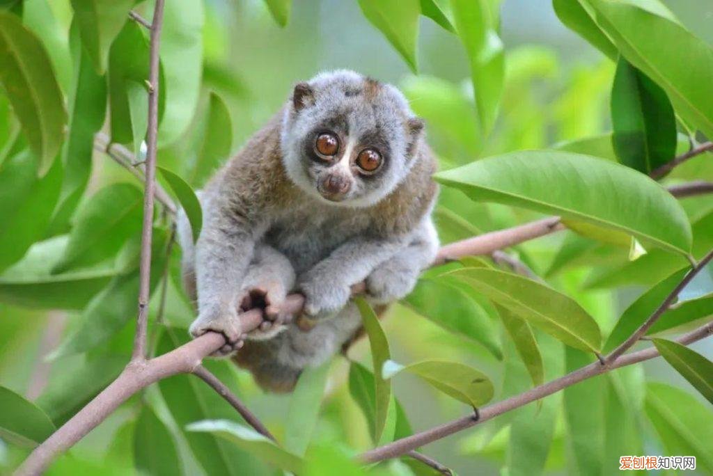 懒猴图片的尾巴有多长 ，懒猴图片大全？