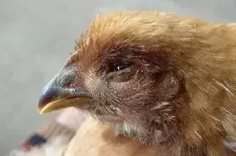 小鸡眼睛肿胀用什么药 ，小鸡眼睛肿了怎么治疗？