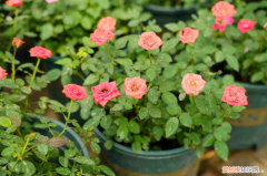 平顶山适合养什么花,市花和市树是什么植物，平顶山适合养什么花，市花和市树是什么？