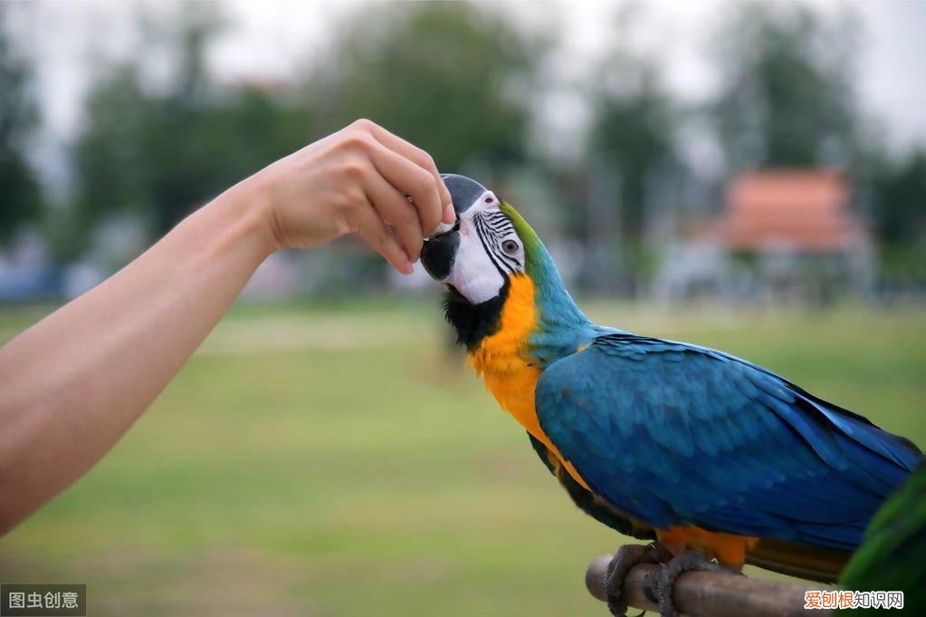 怎么训练鹦鹉不咬手指甲 ，怎么训练鹦鹉不咬人?？