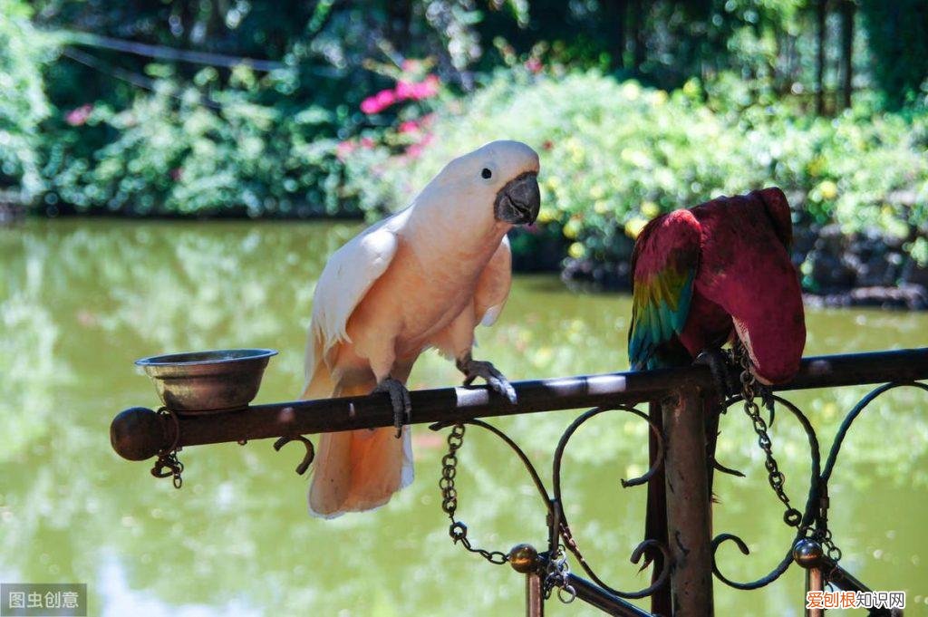 怎么训练鹦鹉不咬手指甲 ，怎么训练鹦鹉不咬人?？