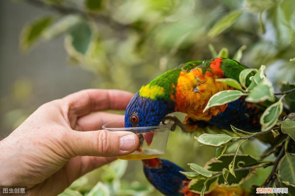 怎么训练鹦鹉不咬手指甲 ，怎么训练鹦鹉不咬人?？