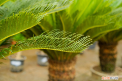 铁树开花象征，铁树开花象征什么意思？