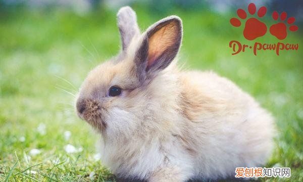 兔子要打疫苗，兔子需要接种疫苗吗