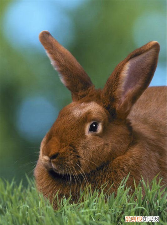 兔子要打疫苗，兔子需要接种疫苗吗