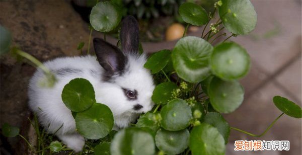 兔子要打疫苗，兔子需要接种疫苗吗