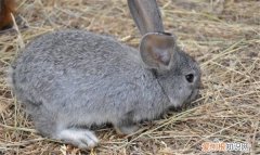兔子要打疫苗，兔子需要接种疫苗吗