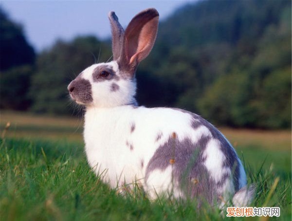 兔子要打疫苗，兔子需要接种疫苗吗