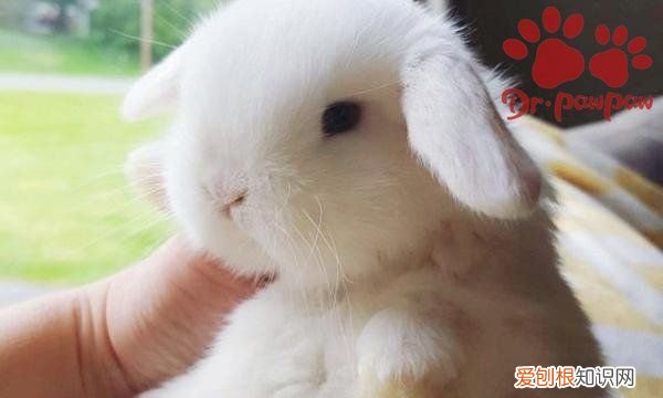 兔子要打疫苗，兔子需要接种疫苗吗