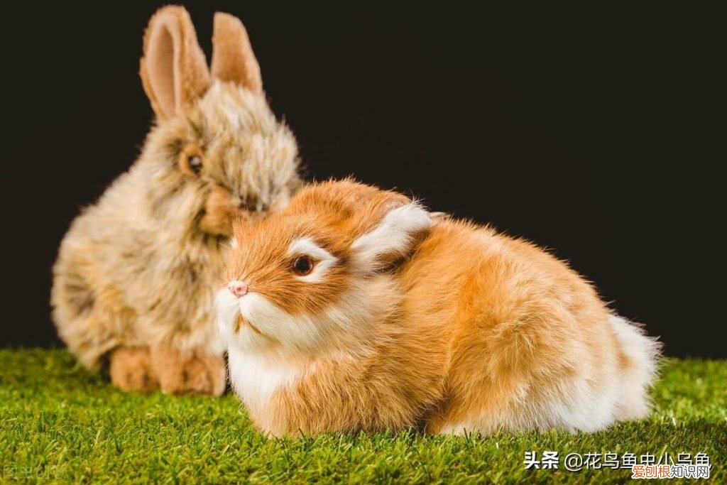 兔子吃什东西会拉屎 ，兔子吃什东西会死掉？