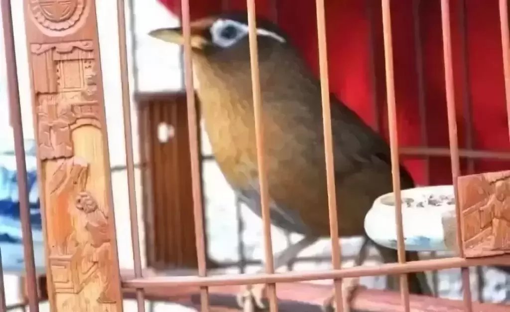 幼鸟上火的症状有哪些表现图片 ，幼鸟上火的症状有哪些表现呢？